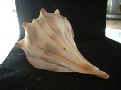 <img250*0:stuff/z/169023/Seashells/i1255991629_33.jpg>