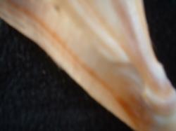 <img250*0:stuff/z/169023/Seashells/i1255991629_34.jpg>