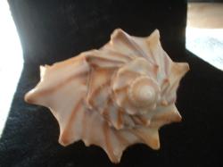 <img250*0:stuff/z/169023/Seashells/i1255991629_35.jpg>