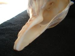 <img250*0:stuff/z/169023/Seashells/i1255991629_36.jpg>