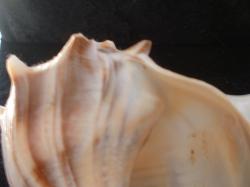 <img250*0:stuff/z/169023/Seashells/i1255991629_37.jpg>