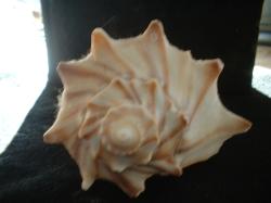 <img250*0:stuff/z/169023/Seashells/i1255991630_38.jpg>