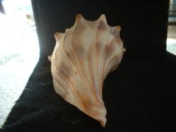 <img250*0:stuff/z/169023/Seashells/i1255991630_39.jpg>