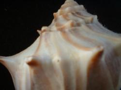 <img250*0:stuff/z/169023/Seashells/i1255991630_40.jpg>
