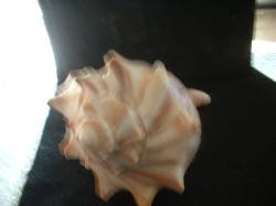 <img250*0:stuff/z/169023/Seashells/i1255991630_41.jpg>