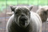 <img200*0:stuff/z/169023/Sheep%2520Stock/i1283444495_1.jpg>