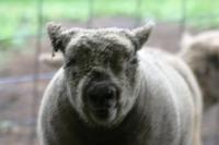 <img200*0:stuff/z/169023/Sheep%2520Stock/i1283444495_2.jpg>
