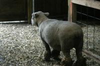 <img200*0:stuff/z/169023/Sheep%2520Stock/i1283444495_3.jpg>