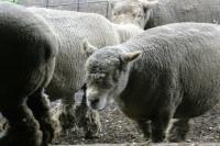 <img200*0:stuff/z/169023/Sheep%2520Stock/i1283444495_4.jpg>