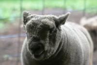 <img200*0:stuff/z/169023/Sheep%2520Stock/i1283444495_5.jpg>