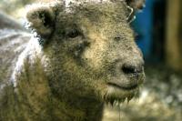 <img200*0:stuff/z/169023/Sheep%2520Stock/i1283444496_10.jpg>