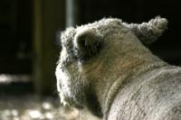 <img200*0:stuff/z/169023/Sheep%2520Stock/i1283444496_11.jpg>