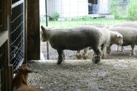 <img200*0:stuff/z/169023/Sheep%2520Stock/i1283444496_12.jpg>