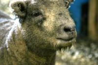 <img200*0:stuff/z/169023/Sheep%2520Stock/i1283444496_13.jpg>