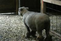<img200*0:stuff/z/169023/Sheep%2520Stock/i1283444496_14.jpg>