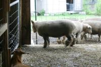 <img200*0:stuff/z/169023/Sheep%2520Stock/i1283444496_15.jpg>