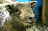<img200*0:stuff/z/169023/Sheep%2520Stock/i1283444496_16.jpg>