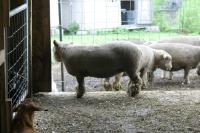 <img200*0:stuff/z/169023/Sheep%2520Stock/i1283444496_6.jpg>