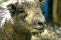 <img200*0:stuff/z/169023/Sheep%2520Stock/i1283444496_7.jpg>