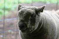 <img200*0:stuff/z/169023/Sheep%2520Stock/i1283444496_8.jpg>