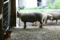 <img200*0:stuff/z/169023/Sheep%2520Stock/i1283444496_9.jpg>