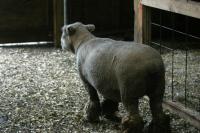 <img200*0:stuff/z/169023/Sheep%2520Stock/i1283444497_17.jpg>