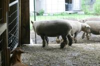 <img200*0:stuff/z/169023/Sheep%2520Stock/i1283444497_18.jpg>