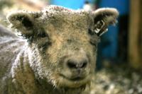 <img200*0:stuff/z/169023/Sheep%2520Stock/i1283444497_19.jpg>