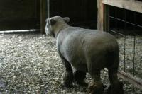 <img200*0:stuff/z/169023/Sheep%2520Stock/i1283444497_20.jpg>