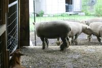 <img200*0:stuff/z/169023/Sheep%2520Stock/i1283444497_21.jpg>