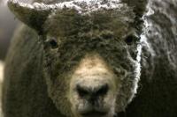 <img200*0:stuff/z/169023/Sheep%2520Stock/i1283444497_22.jpg>