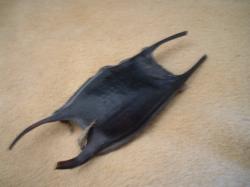 <img250*0:stuff/z/169023/Skate%2520Egg%2520Case/i1255995602_1.jpg>