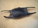 Skate Egg Case