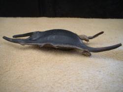 <img250*0:stuff/z/169023/Skate%2520Egg%2520Case/i1255995602_3.jpg>