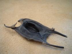 <img250*0:stuff/z/169023/Skate%2520Egg%2520Case/i1255995602_4.jpg>