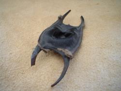 <img250*0:stuff/z/169023/Skate%2520Egg%2520Case/i1255995602_5.jpg>