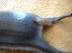 <img250*0:stuff/z/169023/Skate%2520Egg%2520Case/i1255995603_13.jpg>