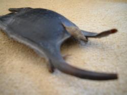 <img250*0:stuff/z/169023/Skate%2520Egg%2520Case/i1255995603_15.jpg>