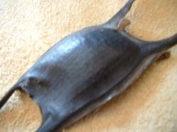 <img250*0:stuff/z/169023/Skate%2520Egg%2520Case/i1255995603_7.jpg>