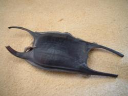 <img250*0:stuff/z/169023/Skate%2520Egg%2520Case/i1255995603_8.jpg>