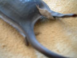 <img250*0:stuff/z/169023/Skate%2520Egg%2520Case/i1255995604_19.jpg>