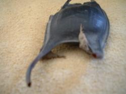 <img250*0:stuff/z/169023/Skate%2520Egg%2520Case/i1255995604_21.jpg>