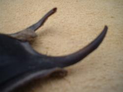 <img250*0:stuff/z/169023/Skate%2520Egg%2520Case/i1255995604_24.jpg>