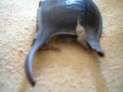 <img250*0:stuff/z/169023/Skate%2520Egg%2520Case/i1255995604_25.jpg>