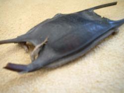 <img250*0:stuff/z/169023/Skate%2520Egg%2520Case/i1255995604_27.jpg>