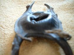 <img250*0:stuff/z/169023/Skate%2520Egg%2520Case/i1255995605_31.jpg>