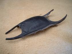 <img250*0:stuff/z/169023/Skate%2520Egg%2520Case/i1255995605_32.jpg>