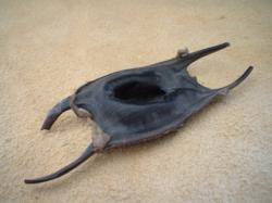 <img250*0:stuff/z/169023/Skate%2520Egg%2520Case/i1255995605_33.jpg>