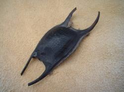 <img250*0:stuff/z/169023/Skate%2520Egg%2520Case/i1255995605_36.jpg>