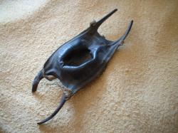 <img250*0:stuff/z/169023/Skate%2520Egg%2520Case/i1255995605_37.jpg>